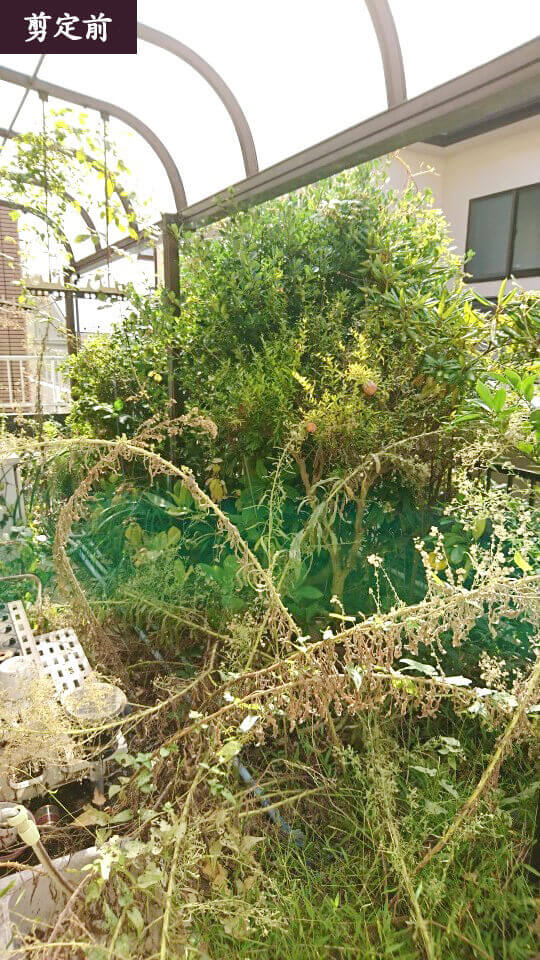 庭の剪定