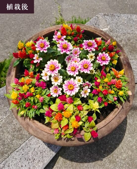 植栽後